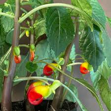 Image result for Impatiens niamniamensis