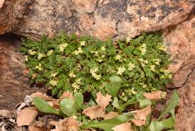 Image result for Valeriana capensis