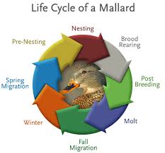 Mallard Life Cycle