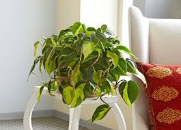 Image result for Filodendron Philodendron
