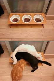 Three Bowls Of Cat Food Three Cats What Could Be Simpler Funny Animal Jokes Animal Jokes Funny Animal Photos