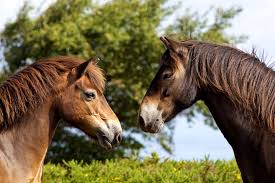 Guest post by erica from hoof beat collective. Do Horses Have Feelings For Humans Mystart
