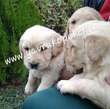 yavru kopekci on instagram golden yavrularimiz icin www yavrukopekci com dan veya 05384111910 dan bizlere ulasabi golden retriever labrador retriever animals