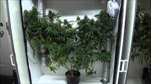 Indoor Closet Grow Growing Marijuana Indoors Youtube
