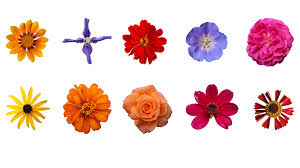 Flower Texture 10 Pack 3d Model Download Royalty Free Texture Map Packs 3d Squirrel Flower Wallpaper Flower Texture Free Textures