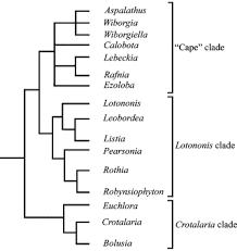 Image result for Crotalaria heidmannii