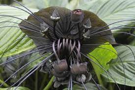 The inflorescence of titan arum can reach up to 3 meters and emits bad odor, which is why, it is also called carrion flower or corpse flower. 15 Most Rare Flowers In The World List Of Rare Flower Names Pictures