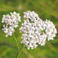 Wildflower Yarrow Irish Wild Flora Wildflowers Of Ireland