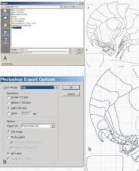 Finally, create a selection of the top layer where you want the white pixels to become transparent. Shadings In Digital Taxonomic Drawings