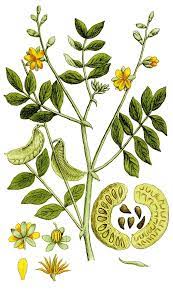 Senna Plant Wikipedia The Free Encyclopedia Senna Leaf Tea Senna Tea Senna Leaf