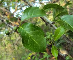 Image result for Canthium