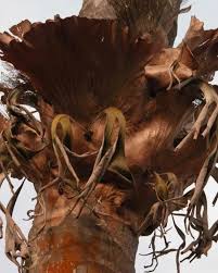 Image result for Platycerium stemaria