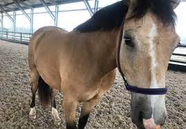 Top horse has an excellent range of quarter horses and for sale. Quarter Horse Gelding For 3000 00 Horses For Sale At Nsw Camden Buckskin Ponies Horseyard Au