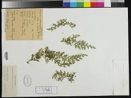 Image result for Selaginella cathedrifolia