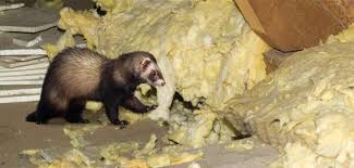 Steinmarder können sehr gut klettern und über zwei meter weit springen. Marder Im Dach Vertreiben I Tipps Ratgeber