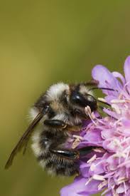 Image result for Bombus veteranus