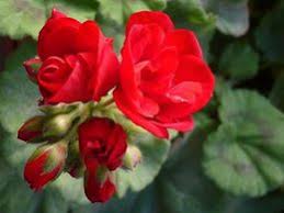 Image result for Aeschynomene elaphroxylon