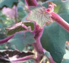 Image result for Senecio greenwayi