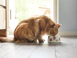 240 / 73 = 3.3. How Much Wet Food To Feed A Cat Every Day