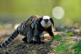 « en france, l'égalité professionnelle est acquise ». Pourquoi Les Ouistitis De Geoffroy Parc Zoologique De Paris Facebook