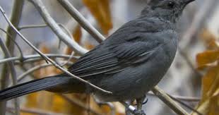 Backyard Birds Of Middle Tennessee Gray Catbird Backyard Birds