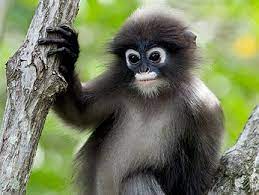 Dusky Leaf Monkey A Fine Specimen Unique Animals Monkeys Funny Monkey