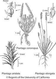 Image result for Plantago
