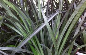 Image result for Ophiopogon