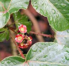 Image result for Jatropha gossypiifolia
