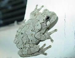 Ate it, too, though i didn't catch it on camera. Gray Tree Frog