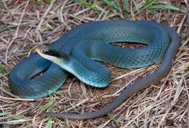 Blue Racer Coluber Constrictor Foxii Snake Reptiles Animals