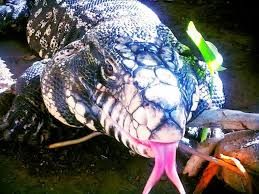 Black And White Tegu Lizard In South Carolina Meet Westley My Black And White Argentine Tegu Yea He S Pretty Awesome Love This Guy Tegu Fish Pet Black And White