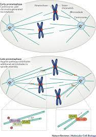 We did not find results for: Mitotic Spindle Assembly In Animal Cells A Fine Balancing Act Nature Reviews Molecular Cell Biology