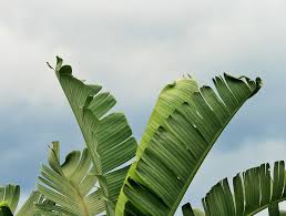 ₹625₹625 ₹780₹780 save ₹155 (20%). Peruvian Introduced Plates Made From Banana Leaves Science Times
