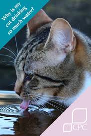There can be numerous variables in the cost of cat cremation. How Much To Cremate A Cat Arxiusarquitectura