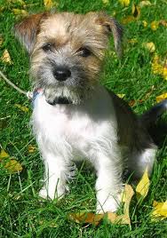 Shih Tzu Terrier Mix Black And Brown Tucker The Fo Tzu Puppy At 3 Months Old Shih Tzu Toy Fox Terrier Mix Toy Fox Terriers Pitbull Terrier Fox Terrier