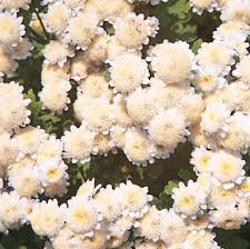 Image result for Matricaria