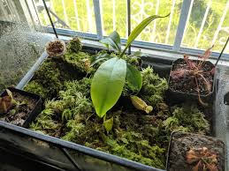 Terrarium Is Starting To Come Together Can T Wait To See How It Looks After A Few Years Savagegarden