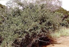 Image result for Strychnos henningsii