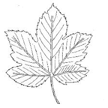 Diese inhalte sind mit hilfe der lesetexte gut zu beantworten. Https Www Biologie Uni Muenchen De Studium Lehrerbildung Lmu Ideenfinder Eule Lebensraum Wald Baeume Loesungab Baeume Pdf