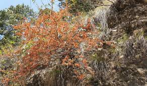 Image result for Woodfordia