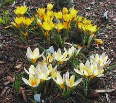 Image result for Pycreus chrysanthus