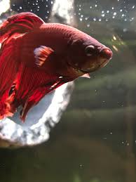 You'll find a high quality of healthy and colorful betta fish for sale. My Bettas Face Is Turning White Betta Fish Forum 376378