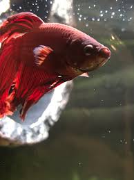 Contact me via email if interested in. My Bettas Face Is Turning White Betta Fish Forum 376378
