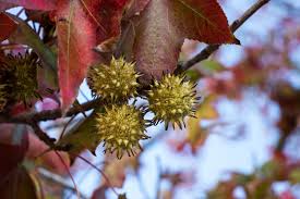 They burn for a while thanks to all the resin they contain. Sweetgum Tree Balls Aka Lawmower Grenades Pics