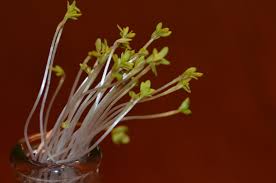 Plant grow lights body are made of aluminum, stainless steel that offers maximum durability and are ideal greenhouse equipment. How Do Plants Grow Toward The Light Scientists Explain Mechanism Behind Phototropism