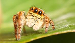 Image result for yellow sac spider bite skin