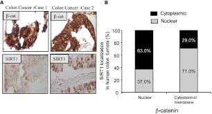 In cats, the tumors are rarer than in dogs but male cats and siamese breeds are more at risk. Plos One The Sirt1 Deacetylase Suppresses Intestinal Tumorigenesis And Colon Cancer Growth