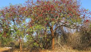 Image result for Schotia brachypetala