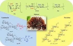 Representative Structures Of Alginate Fucoidan And Laminarin From Download Scientific Diagram